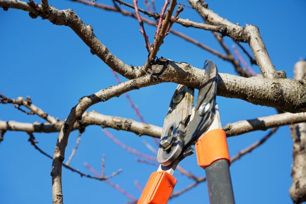 Residential Tree Service in Niceville