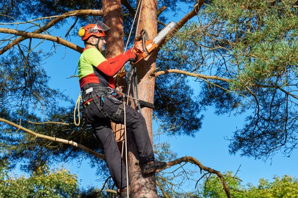 Tree Service in Niceville