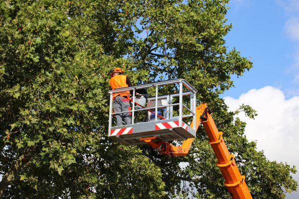 Commercial Tree Service in Niceville