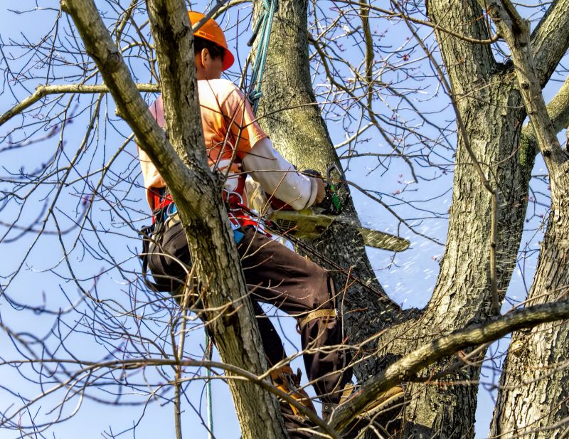 Tree Removal Crew at Work