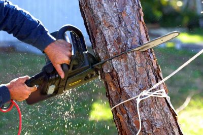 Chainsaw in Use for Tree Cutting
