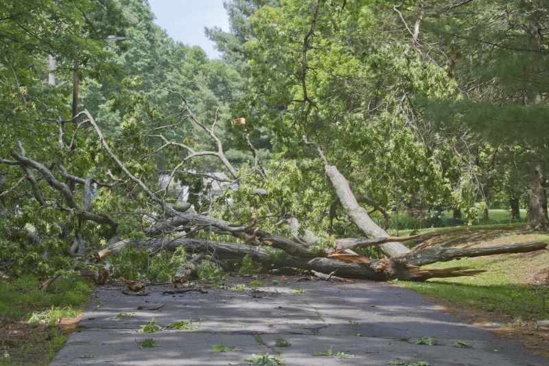 Fallen Tree Blocking a Road